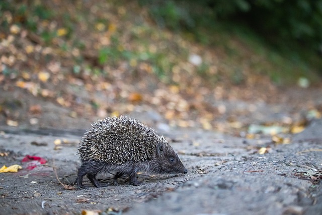 人队带来质 人队带来质
